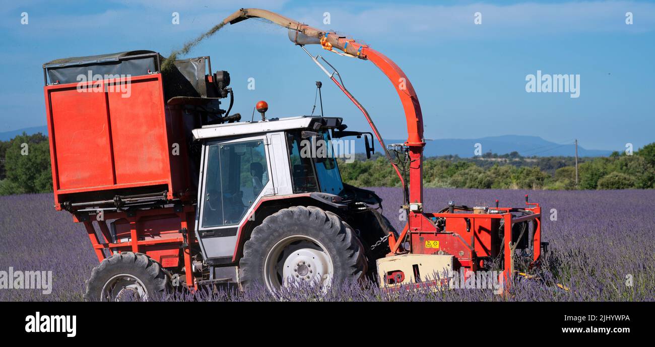 Tracteur moissonnant de la lavande dans un champ, Valensole, France Banque D'Images