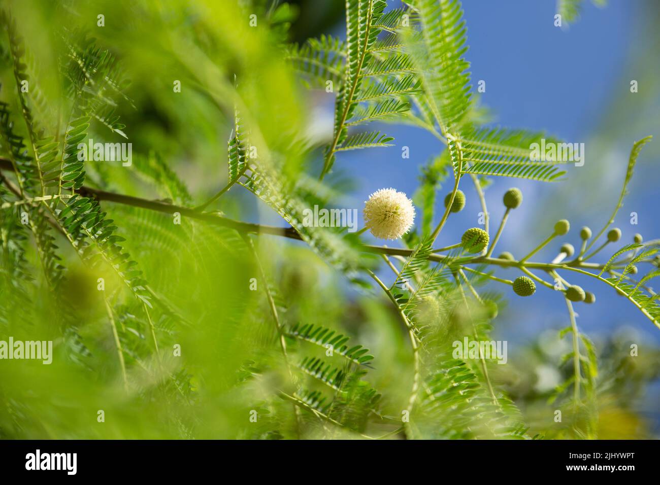 Intéressante plante tropicale à Porto Rico. Bud tropical et fleur. Banque D'Images