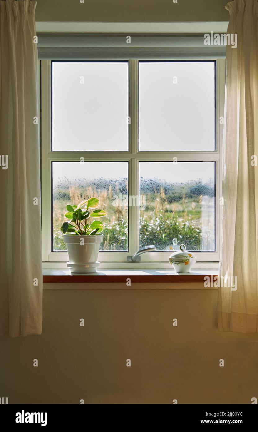 Un vase de plantes en caoutchouc pour bébés frais placé sur un rebord de fenêtre avec un espace de copie. De belles feuilles rondes contre la lumière douce du soleil dans une maison. Pousses vertes Banque D'Images