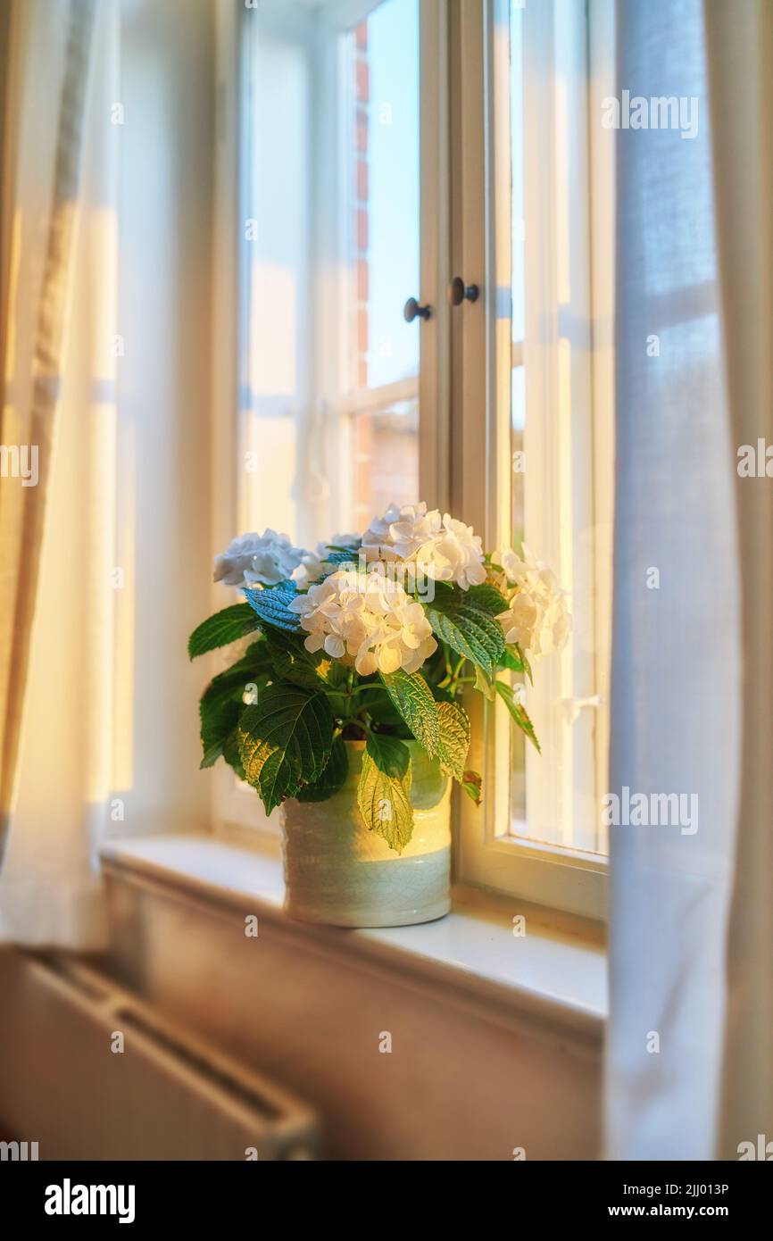 Un vase d'Hydrangéas de Bigleaf frais soigneusement disposé sur une fenêtre. Belles fleurs blanches contre la lumière douce du soleil dans une maison. Pétales et feuilles décoratifs Banque D'Images