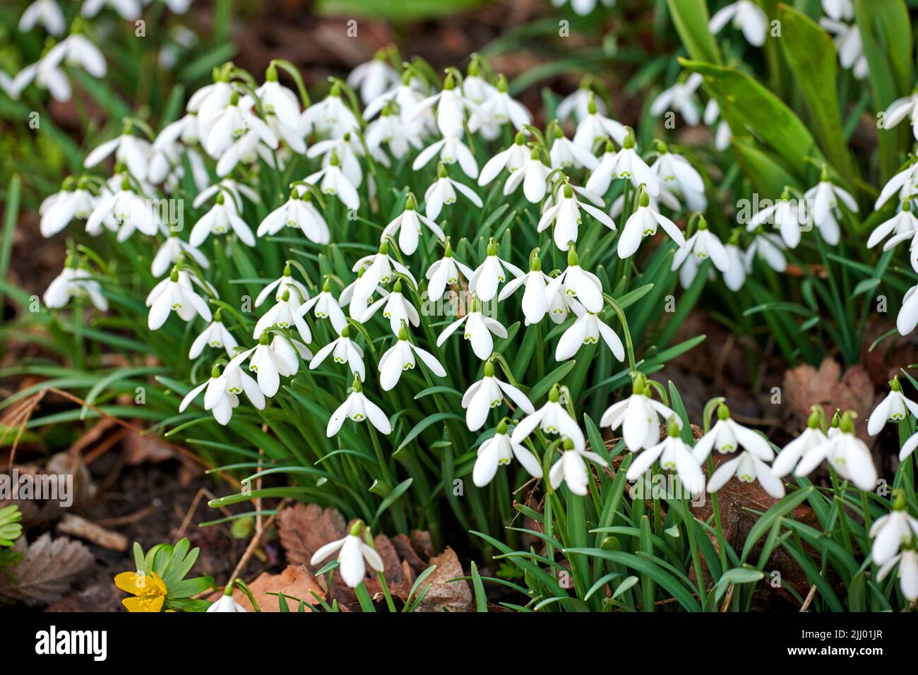 la-fleur-de-galanthus-nivalis-grandit-dans-le-jardin-l-ext-rieur-dans