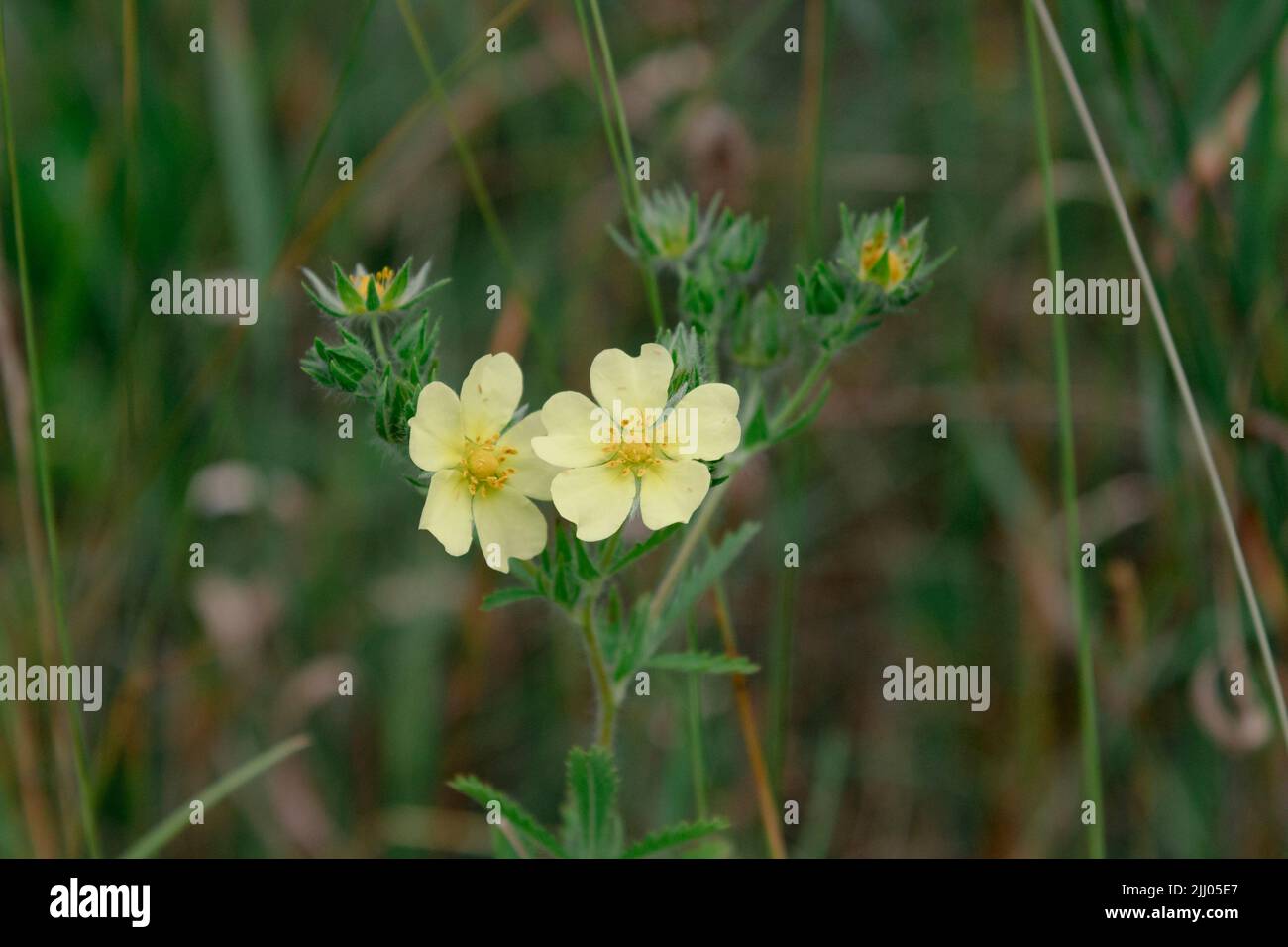 Fleurs sauvages dans un pré, Blue Ridge Mountains, Caroline du Nord Banque D'Images