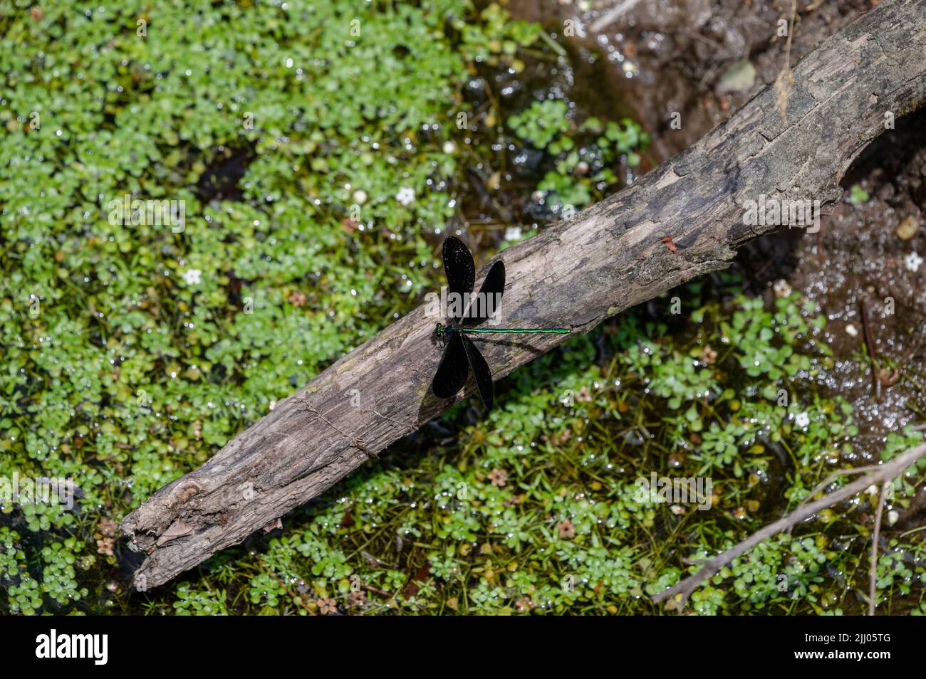 Damselfly (Zygoptera) sur une bûche dans un étang de duckweed Banque D'Images