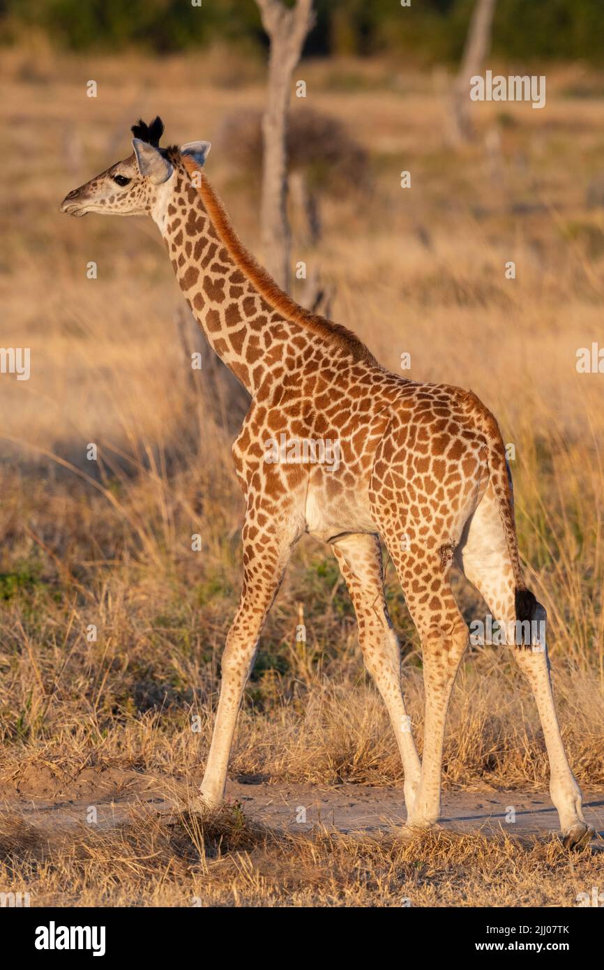 Zambie, Parc national de Luangwa Sud. Girafe de bébé Thornicroft (SAUVAGE : Giraffa camelopardalis thornicrofti) endémique à Luangwa. Espèces en voie de disparition. Banque D'Images