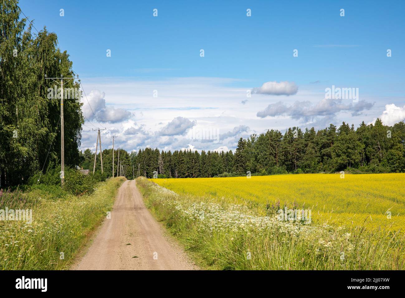 Route rurale de terre ou de gravier par champ de canola à Orivesi, en Finlande Banque D'Images