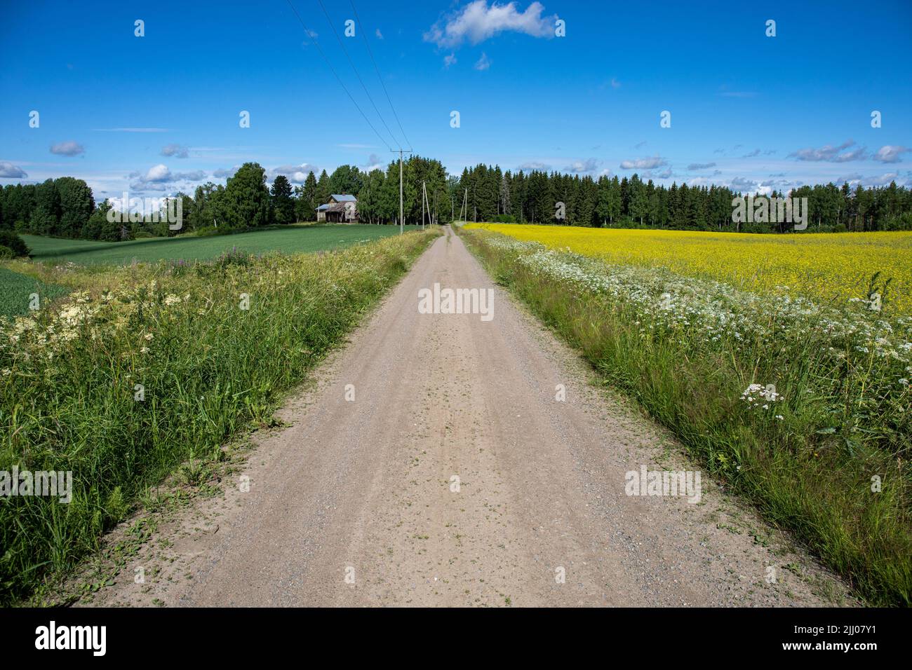 Campagne finlandaise. Route de terre rurale entourée de champs à Orivesi, Finlande. Banque D'Images