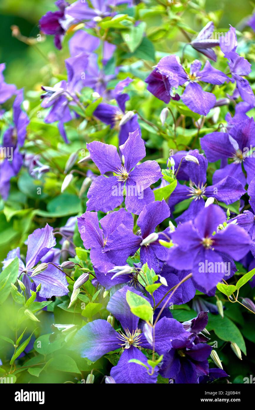 Fleurs violettes colorées qui poussent dans un jardin par temps ensoleillé. Gros plan de belles plantes de cuir de vierge ou italienne de l'espèce clematis Banque D'Images