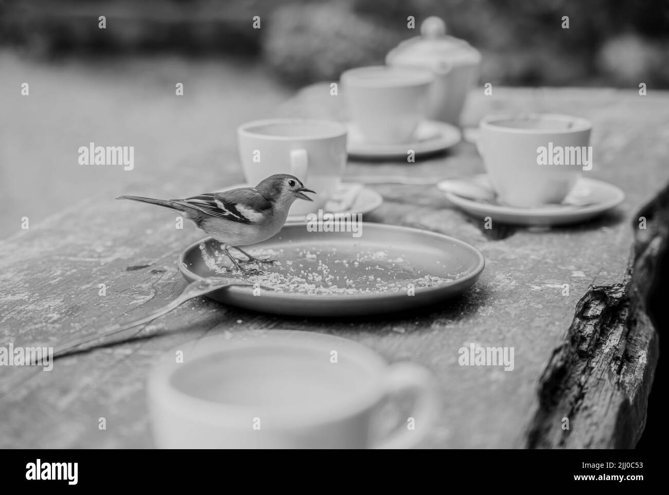 Un gros plan d'un chaffinch commun (Fringilla coelebs) debout sur une plaque sur une table en bois Banque D'Images