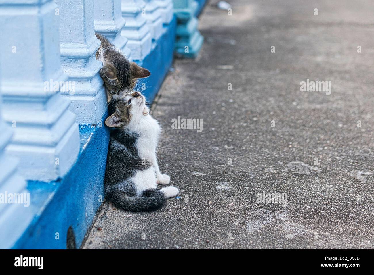Deux petits chatons jouant à la lutte les uns avec les autres en plein air. Banque D'Images