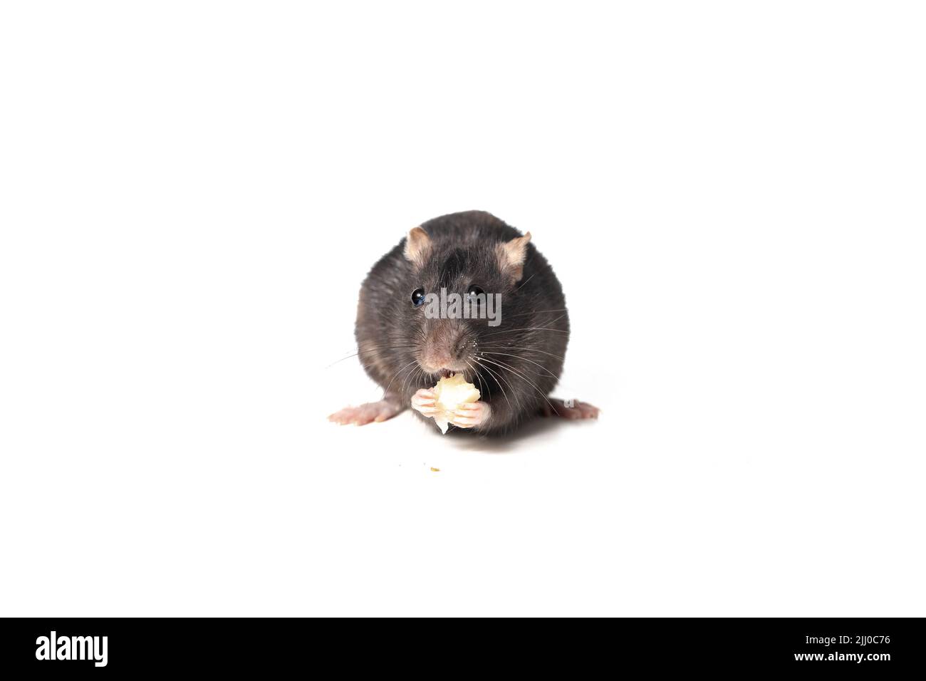 rat noir mangeant du fromage face à la caméra, isolé sur fond blanc. animal rongeur mangeant avec ses pattes. concept animal. Banque D'Images