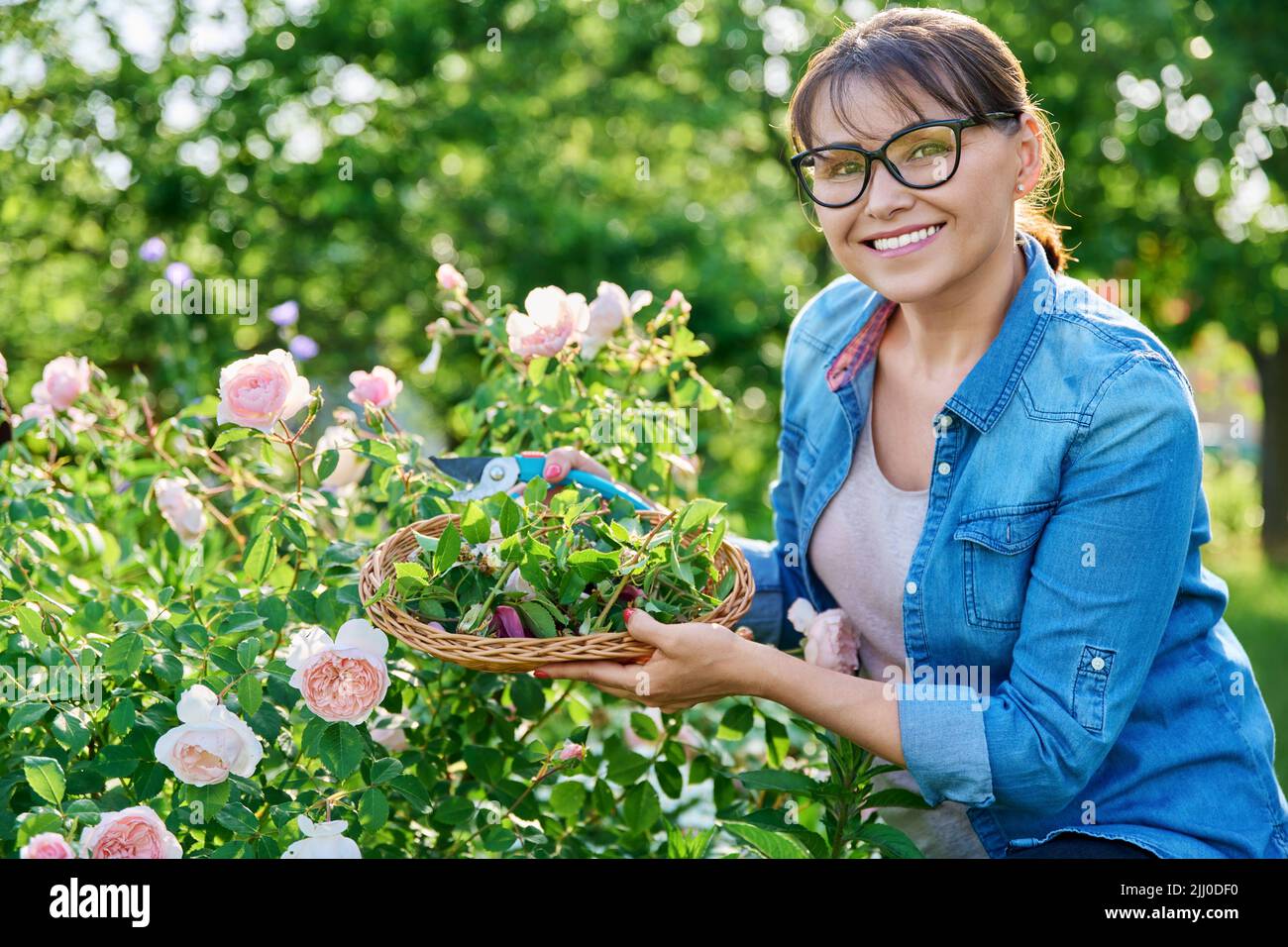La femme s'occupe de la roseraie dans le jardin fleuri, en enlevant les fleurs sèches décolorées Banque D'Images
