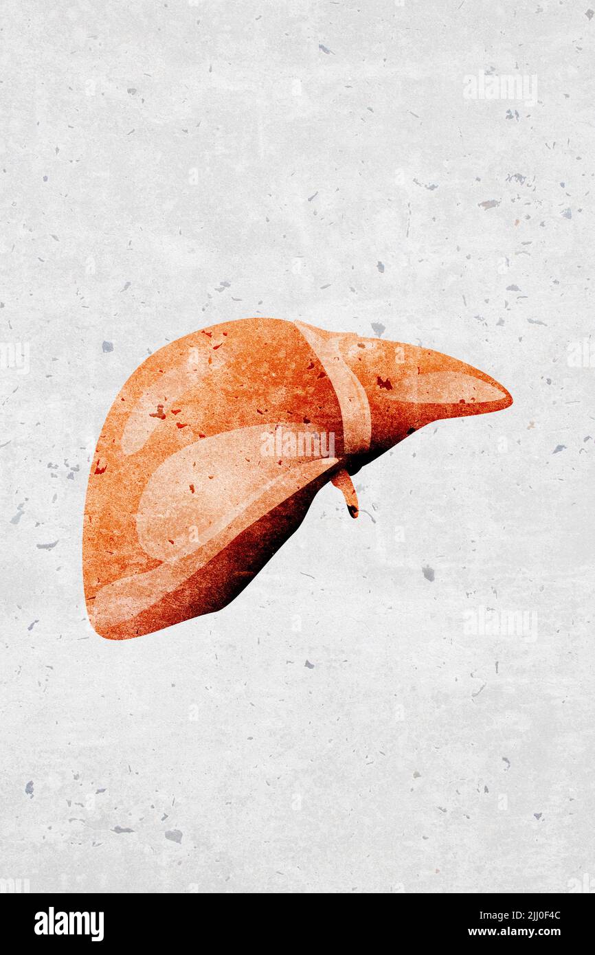 Moderne belle stylisée monotone des symboles et des icônes d'organe humain foie - partie d'un ensemble Banque D'Images