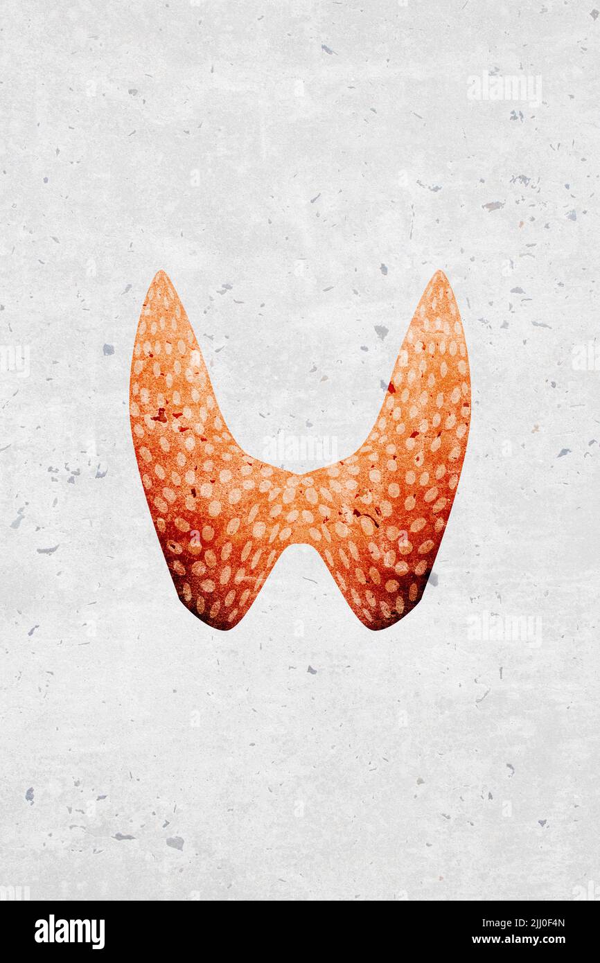 Symboles et icônes modernes et stylisés d'organes thyroïdiens monotones humains - partie d'un ensemble Banque D'Images