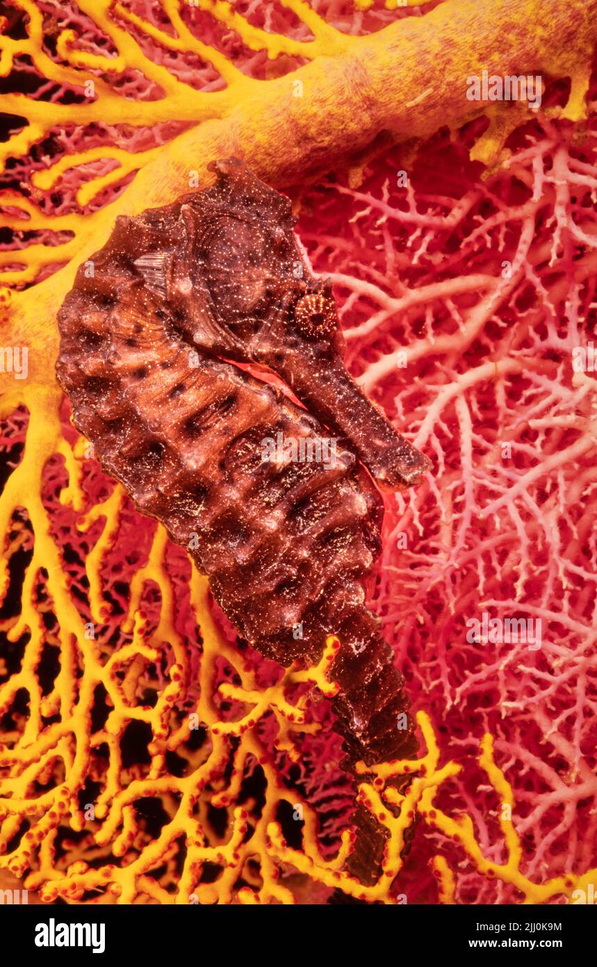 Cet hippocampe commun, Hippocampus taeniopterus, est illustré avec le corail gorgonien et l'hydrocorail, en Indonésie. Bien qu'ils soient des poissons osseux, ils n'ont pas d'ha Banque D'Images