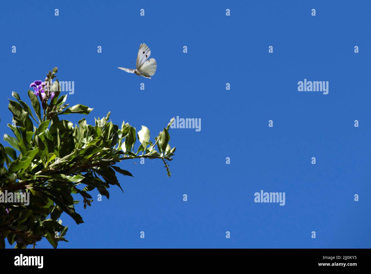 Un papillon qui sauge le nectar d'une fleur à Sydney, Nouvelle-Galles du Sud, Australie (photo de Tara Chand Malhotra) Banque D'Images