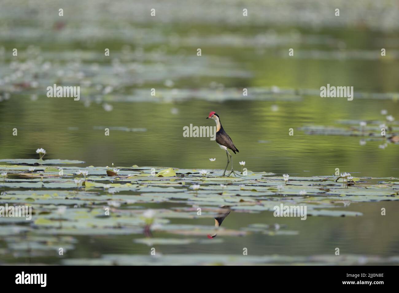 Jacanas à crête de peigne ayant un différend territorial sur lilly-PADS dans un trou d'eau dans l'extrême nord du Queensland en Australie. Banque D'Images