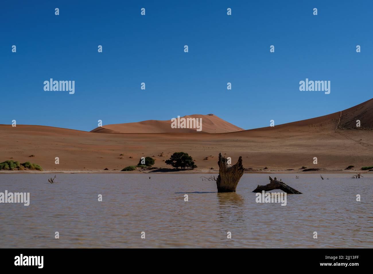 Un arbre mort dans l'eau au célèbre Sossusvlei. Dunes orange/rouge et ciel bleu en arrière-plan, beaucoup d'espace de copie. Banque D'Images