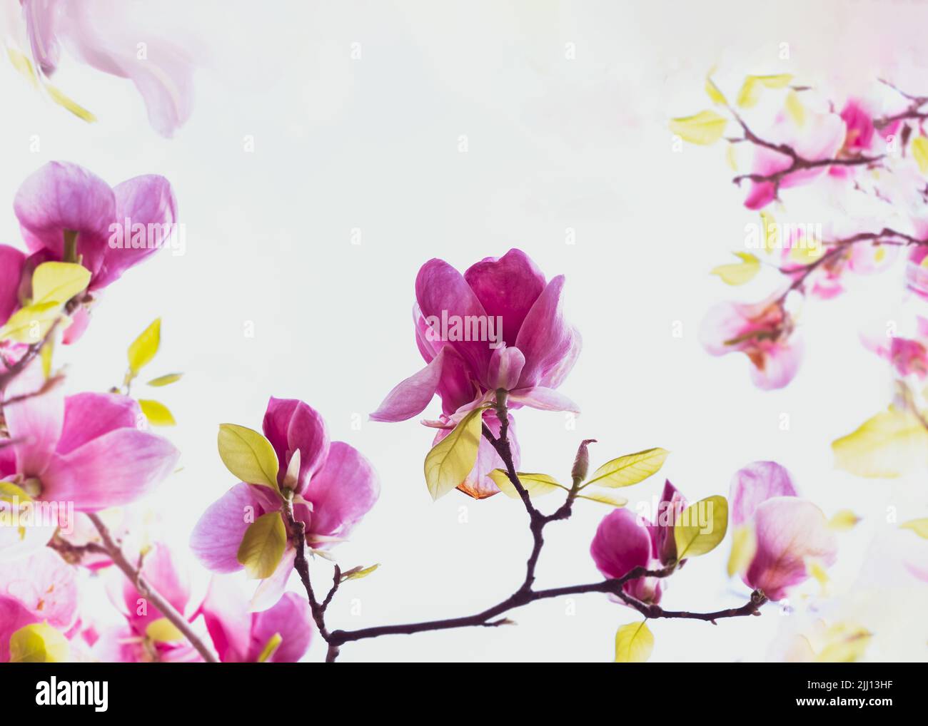 Fleur de magnolia rose sur fond blanc. Fleur de Magnolia, nature printanière. Copier l'espace Banque D'Images