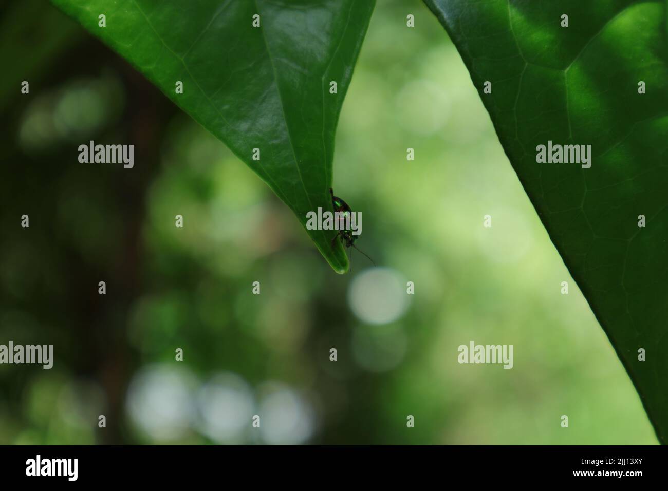 Un coléoptère de couleur verte métallique marche sur la pointe d'une feuille de bétel Banque D'Images