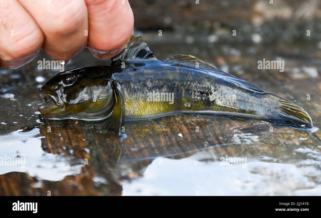 Werder an Der Havel, Allemagne. 13th juillet 2022. Un pêcheur montre un goby à la bouche noire avec un point d'œil visible sur la nageoire dorsale avant après avoir pêché sur la Havel. Il est originaire de la mer Noire et de la mer d'Azov. Il est connu comme un néozoon dans les eaux en raison de sa propagation explosive. En raison de sa reproduction massive dans les eaux nouvellement colonisées, où il devient souvent l'espèce de poisson dominante numériquement dans un court laps de temps, il est considéré comme l'un des poissons les plus importants neozoa dans le monde. Credit: Jens Kalaene/dpa/Alamy Live News Banque D'Images