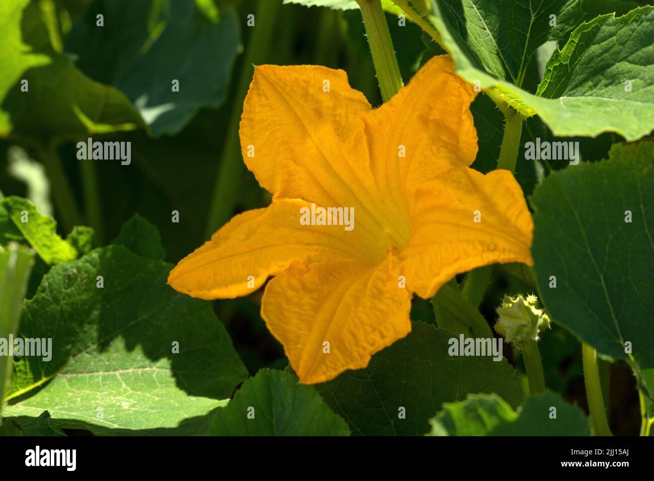 Une seule grande fleur mâle d'une plante de courgettes Banque D'Images