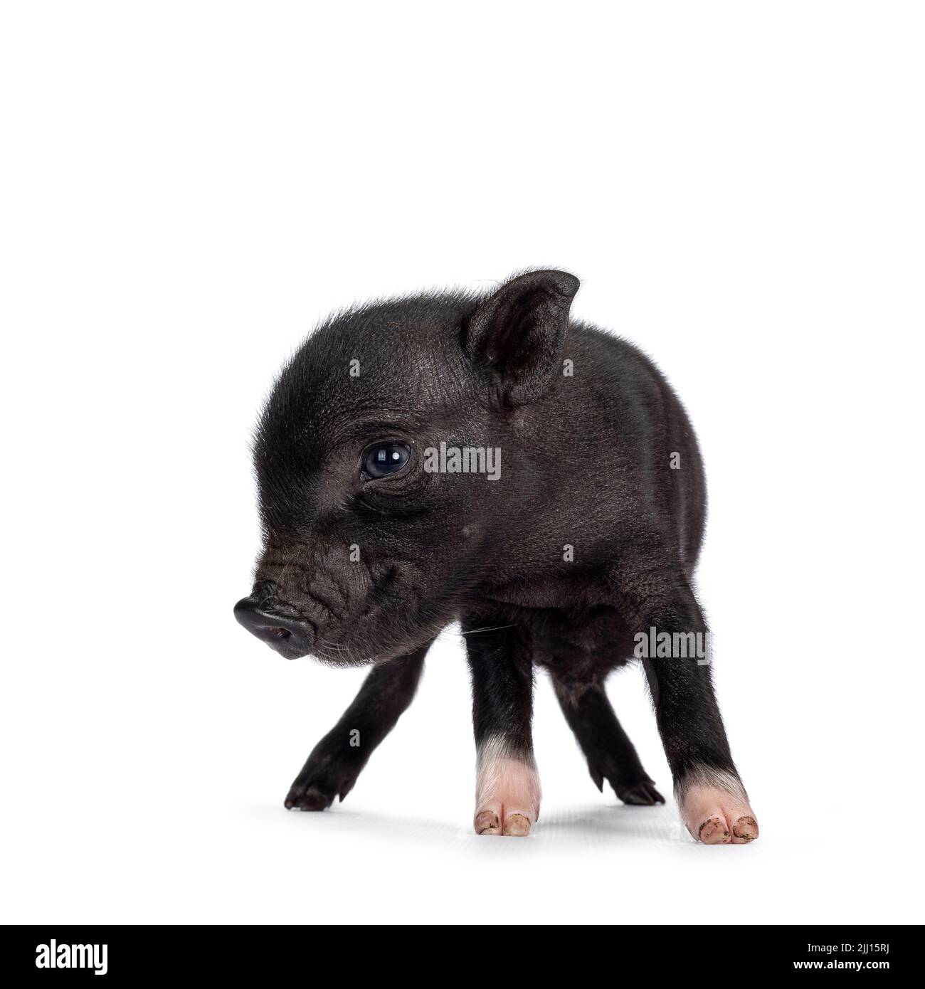 Mignon 2 jours vieux mini porcelet noir de cochon à ventre plat, debout face à l'avant. En regardant vers le côté montrant le profil. Isolé sur un fond blanc. Banque D'Images