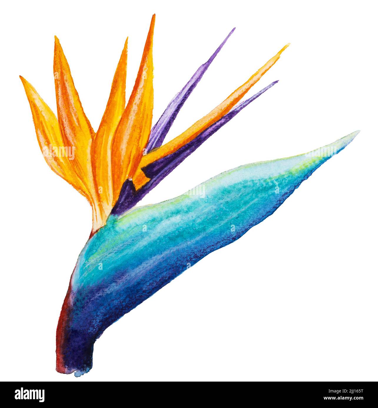 Une fleur de paradis Strelitzia Royal. Illustration aquarelle Banque D'Images