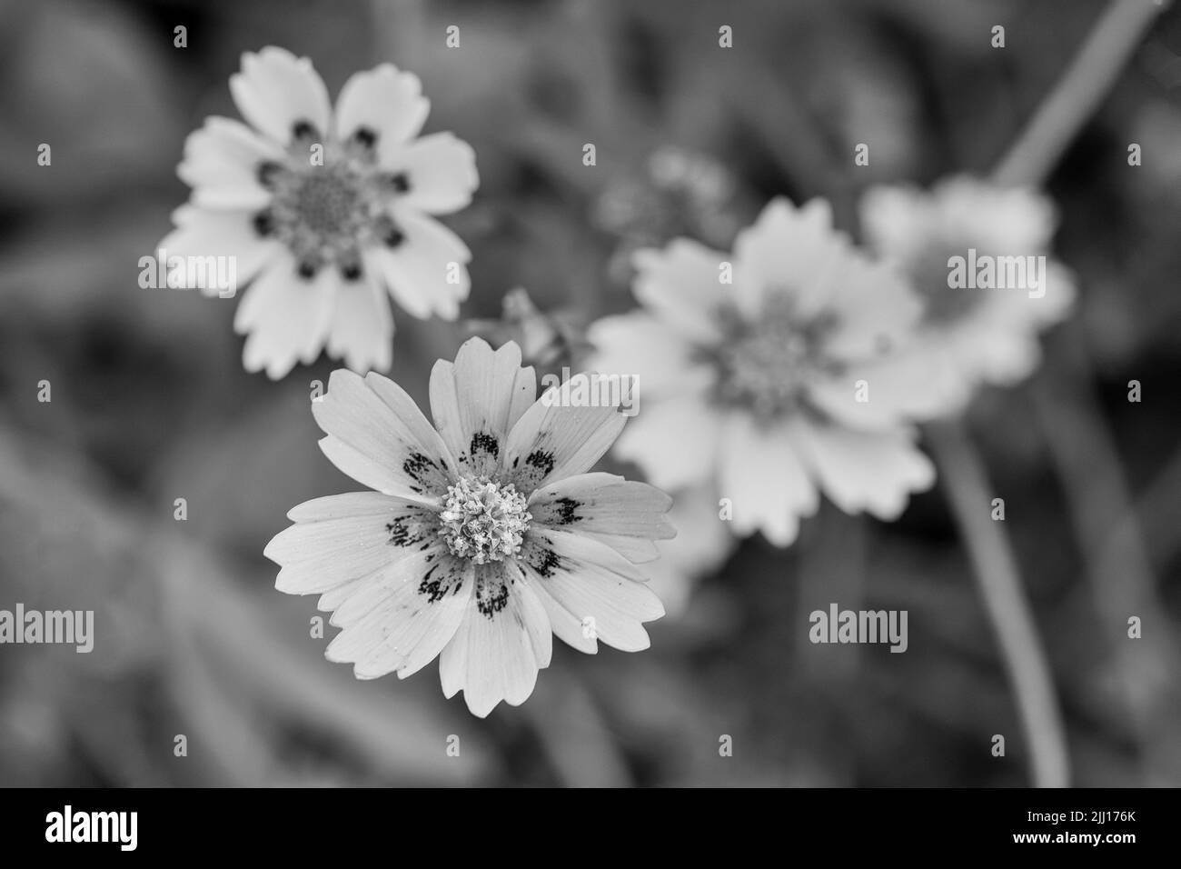 Une fleur Cosmos sur Un bouquet de fleurs sur Un fond flou naturel en version noir et blanc Banque D'Images