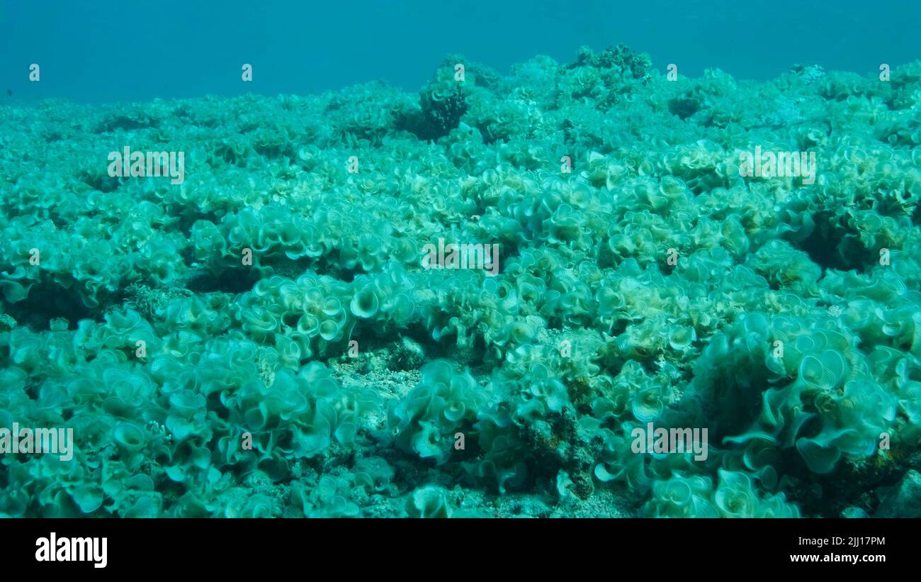 Une fois de beau récif de corail est surcultivé avec des algues à la suite de l'eutrophisation (augmenter la matière organique dans l'eau de mer) l'algue brune Peacock's Tail ( Banque D'Images