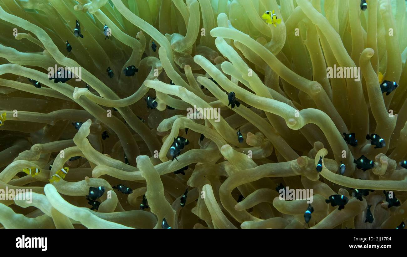 Le poisson-clownfish et l'école de poisson de Damsel nachent sur Bubble Anemone. Poissons de mer Rouge (Amphiprion bicinctus) et Domino Damsel (Dascyllus trima Banque D'Images