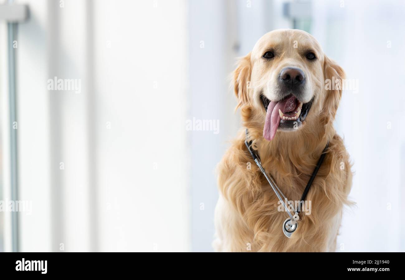 Chien Golden Retriever à l'intérieur Banque D'Images