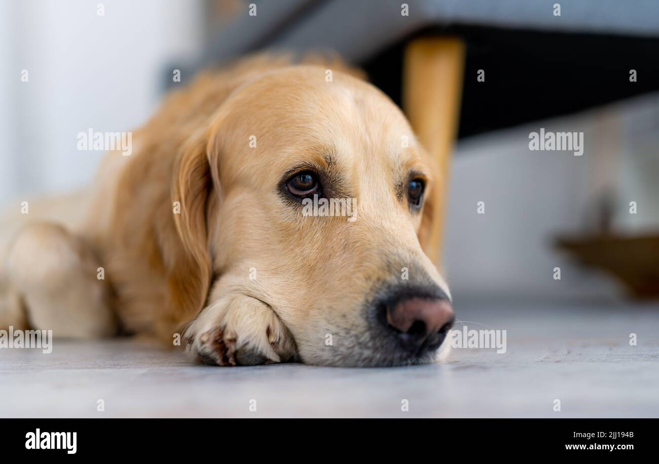 Chien Golden Retriever à l'intérieur Banque D'Images