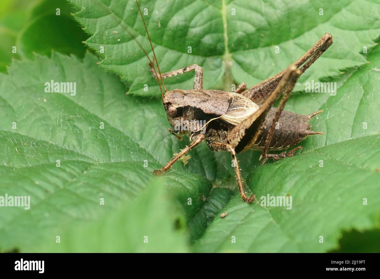 Gros plan sur un cricket du Bush foncé, Polidoptera griseoaptera assis sur une feuille verte dans le jardin Banque D'Images