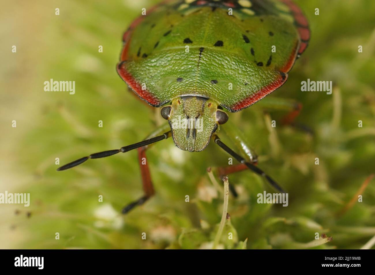 Gros plan sur l'instar coloré de nymphe vert et rose de l'insecte vert du Sud, Nezara viridula dans le jardin Banque D'Images