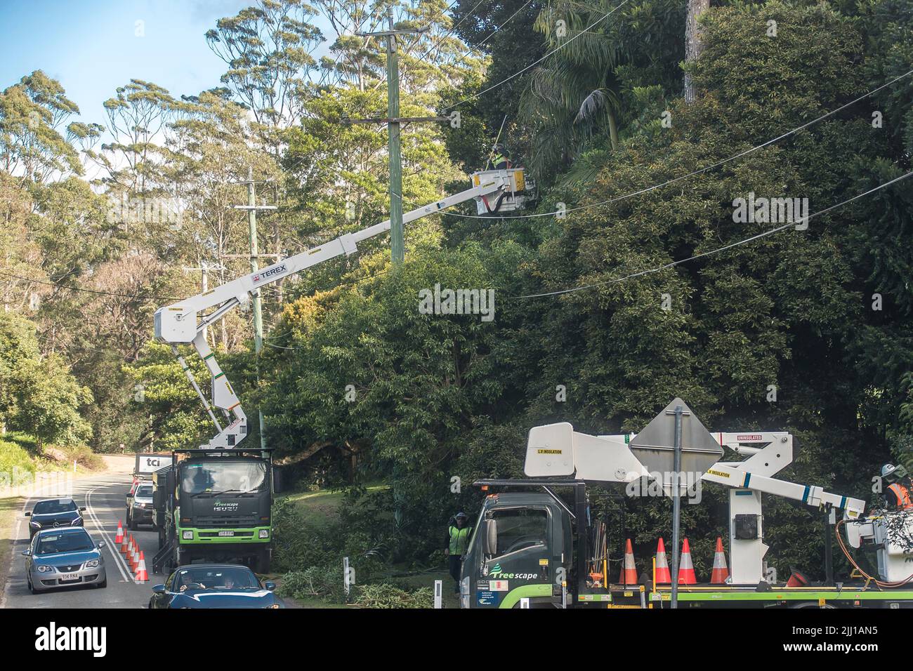 Des arbres de haut niveau se trouvent à proximité du danger des câbles électriques pour l'entretien et la sécurité sur Tamborine Mountain, Queensland, Australie. Banque D'Images