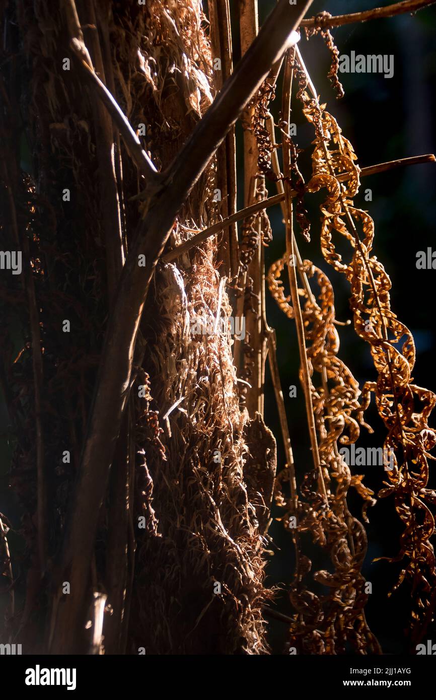 Trunk et mourant frondes brunes d'une fougère australienne, Cyathea cooperi, dans la forêt pluviale subtropicale des basses terres, sur la montagne Tamborine, Queensland. Banque D'Images