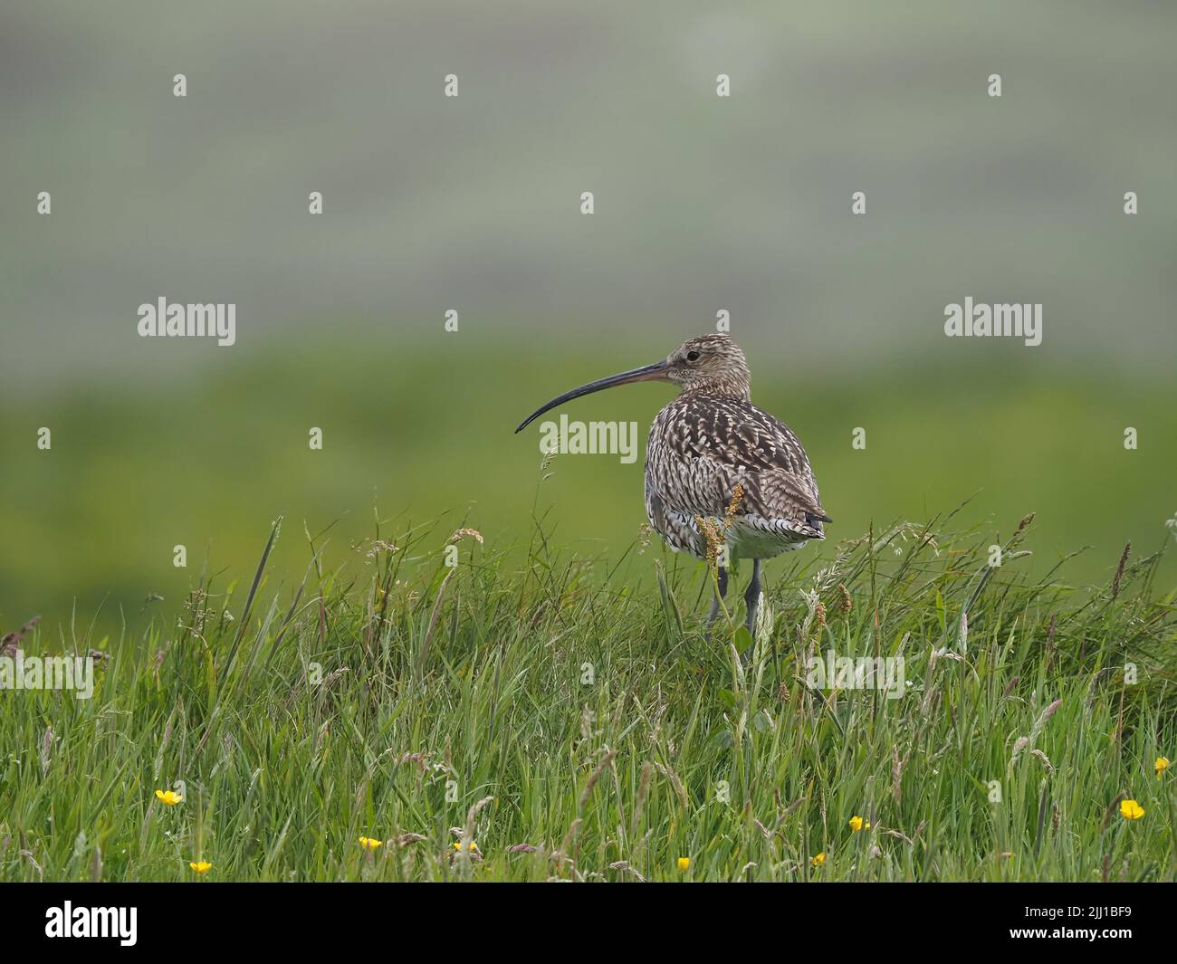 Les prairies et les zones de pâturage des collines de North Uist sont d'excellents sites de reproduction pour le curlew. Banque D'Images