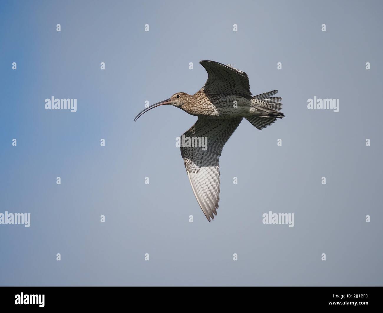 Les prairies et les zones de pâturage des collines de North Uist sont d'excellents sites de reproduction pour le curlew. Banque D'Images