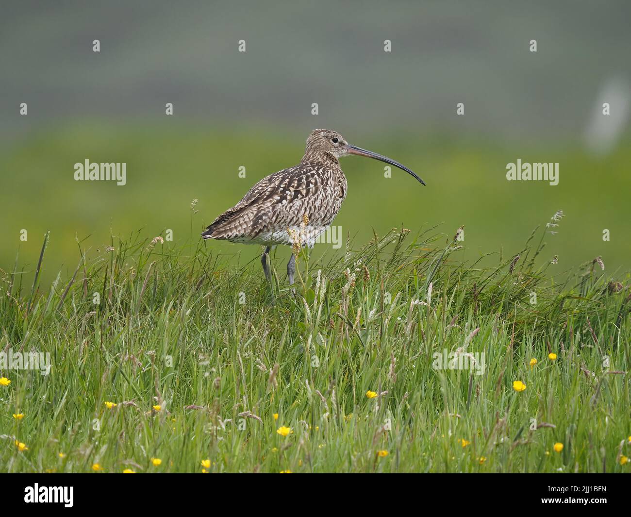 Les prairies et les zones de pâturage des collines de North Uist sont d'excellents sites de reproduction pour le curlew. Banque D'Images