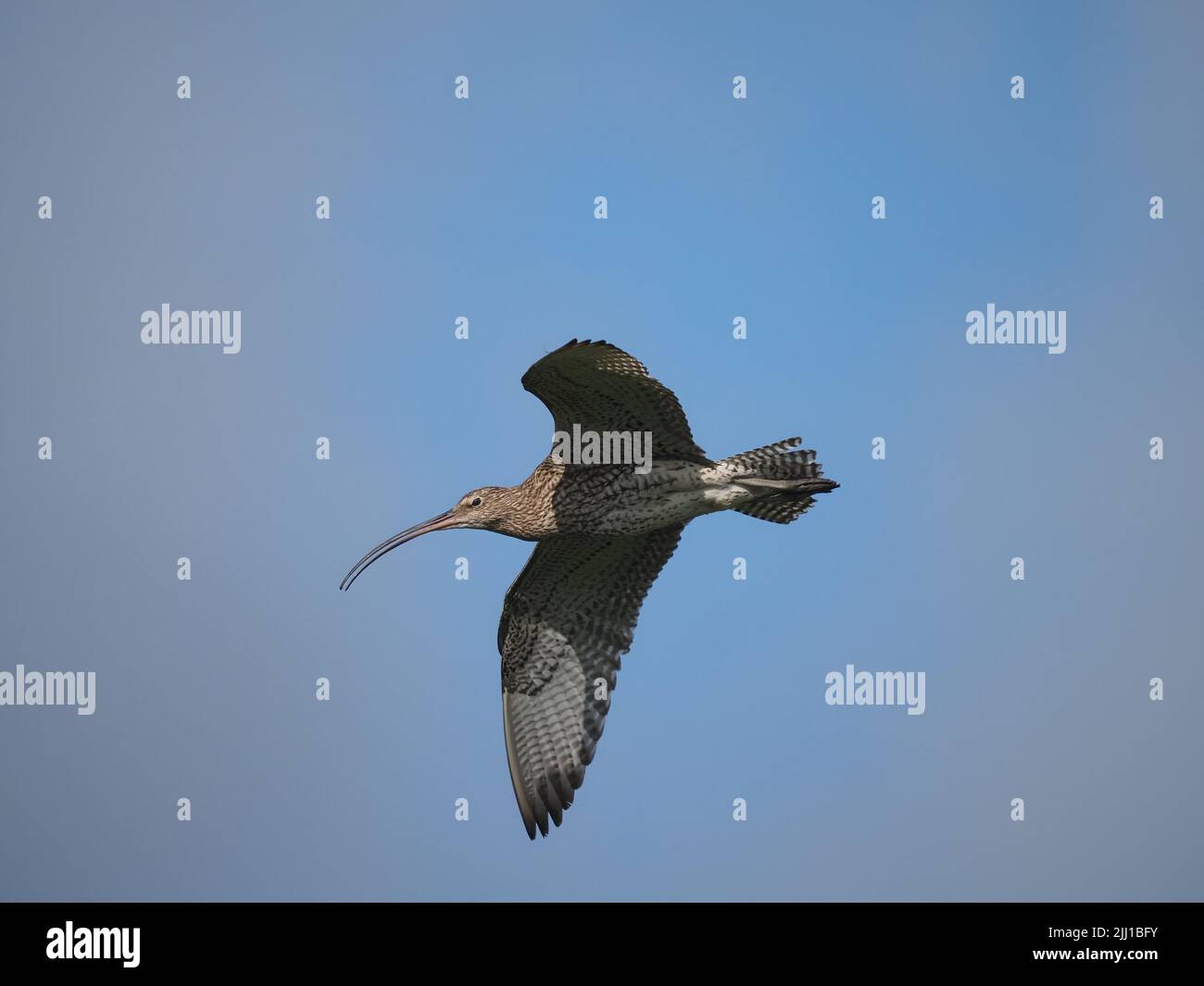 Les prairies et les zones de pâturage des collines de North Uist sont d'excellents sites de reproduction pour le curlew. Banque D'Images