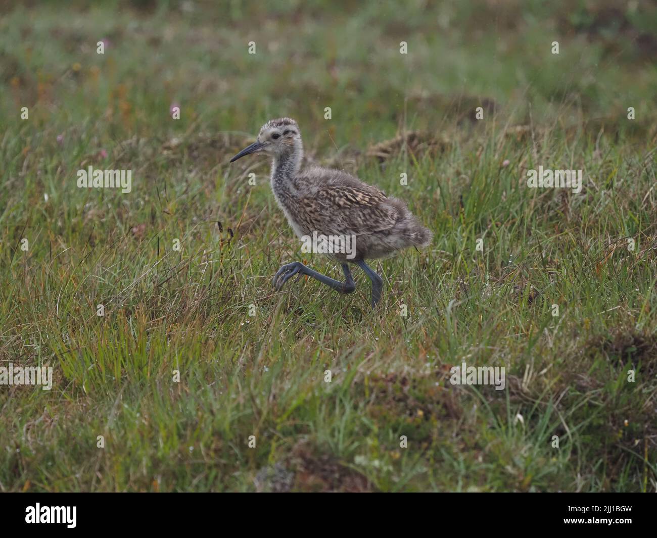 Les prairies et les zones de pâturage des collines de North Uist sont d'excellents sites de reproduction pour le curlew. Banque D'Images