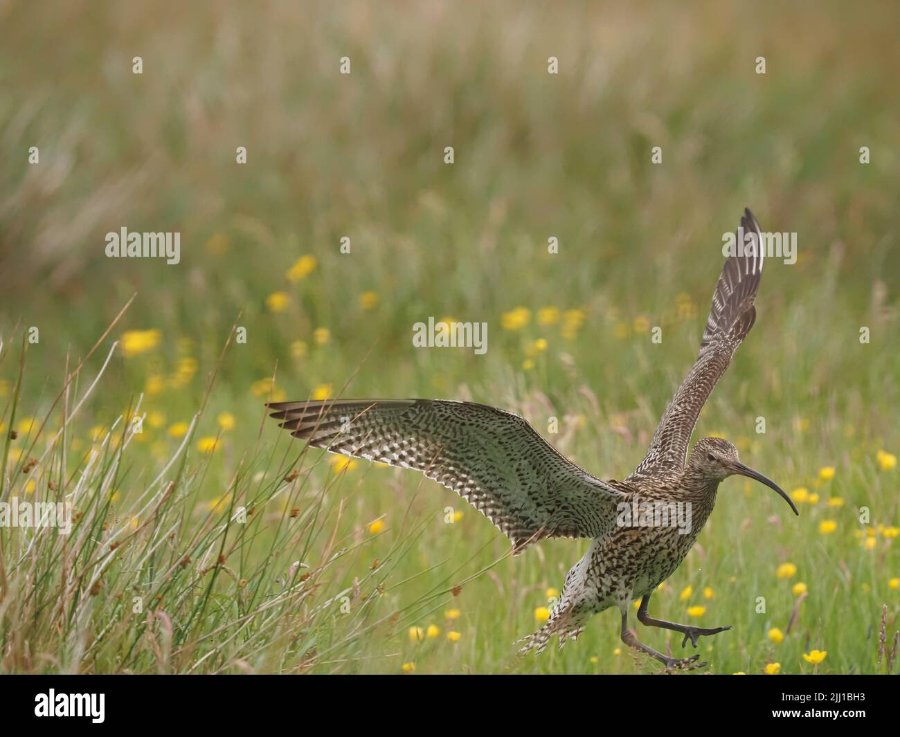 Les prairies et les zones de pâturage des collines de North Uist sont d'excellents sites de reproduction pour le curlew. Banque D'Images