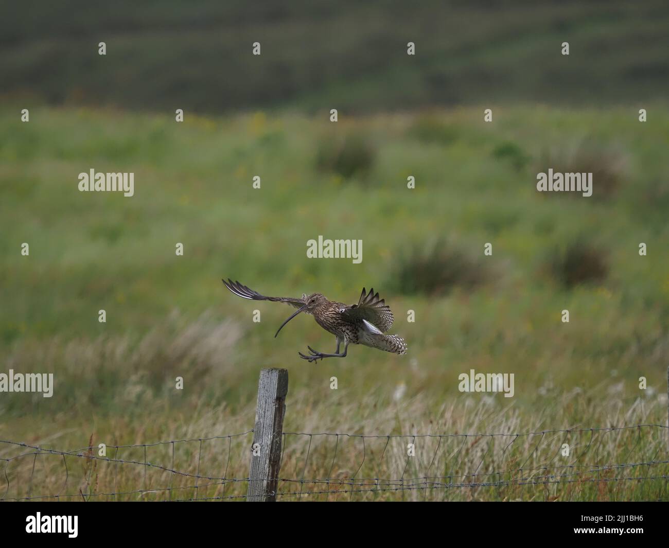 Les prairies et les zones de pâturage des collines de North Uist sont d'excellents sites de reproduction pour le curlew. Banque D'Images