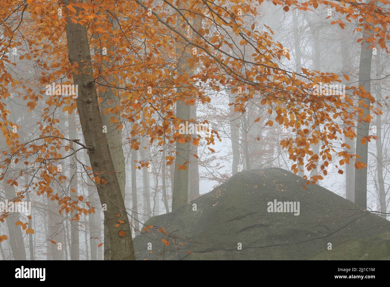 Forêt d'automne dans le felsenmeer dans l'Odenwald, Hesse, Allemagne Banque D'Images