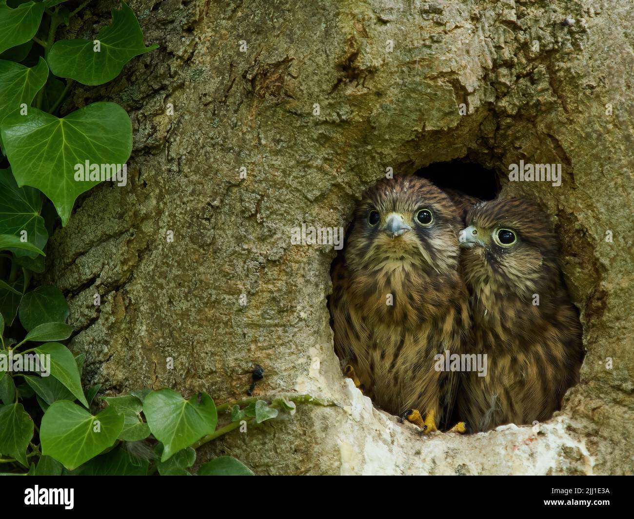 Une paire de poussins de kestrel affamés regardent hors de la sécurité de leur nid creux d'arbre pour balayer le ciel pour un parent apportant de la nourriture. Banque D'Images
