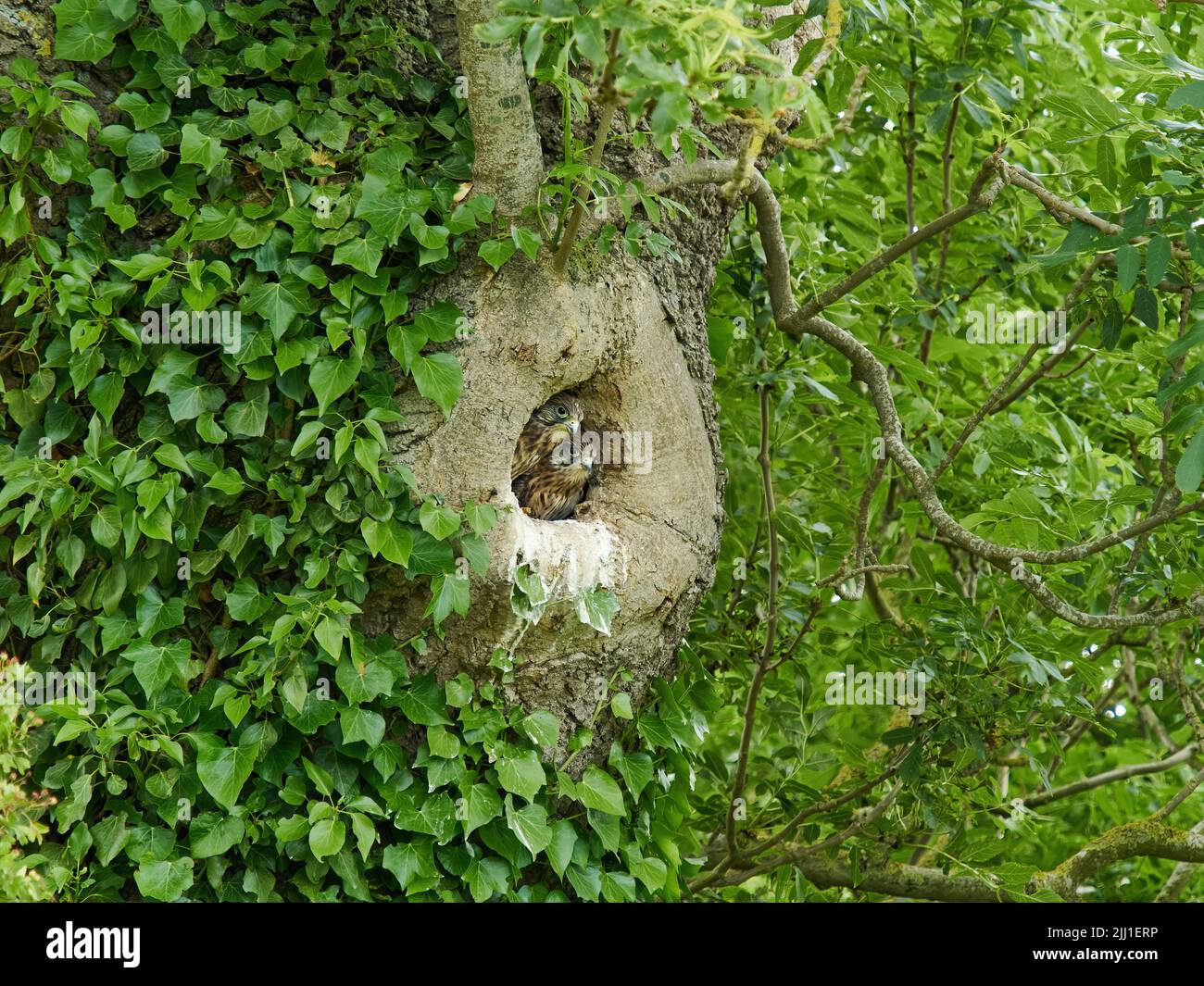 Une paire de poussins de kestrel affamés regardent hors de la sécurité de leur nid creux d'arbre pour balayer le ciel pour un parent apportant de la nourriture. Banque D'Images