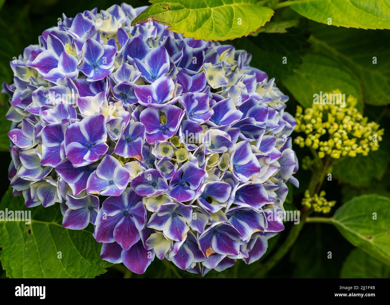 Une tête d'hortensia, pont Menai, Anglesey, pays de Galles Banque D'Images