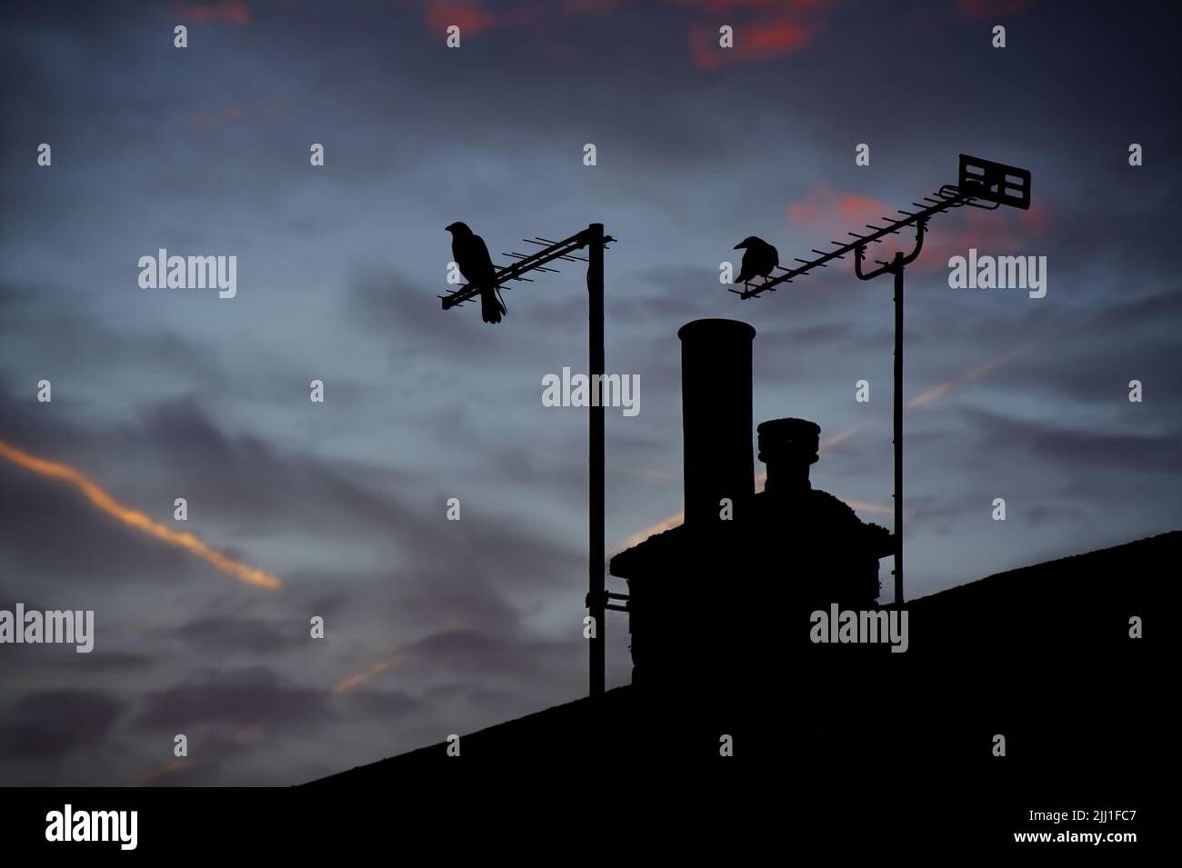 crows en silhouette sur les antennes tv Banque D'Images