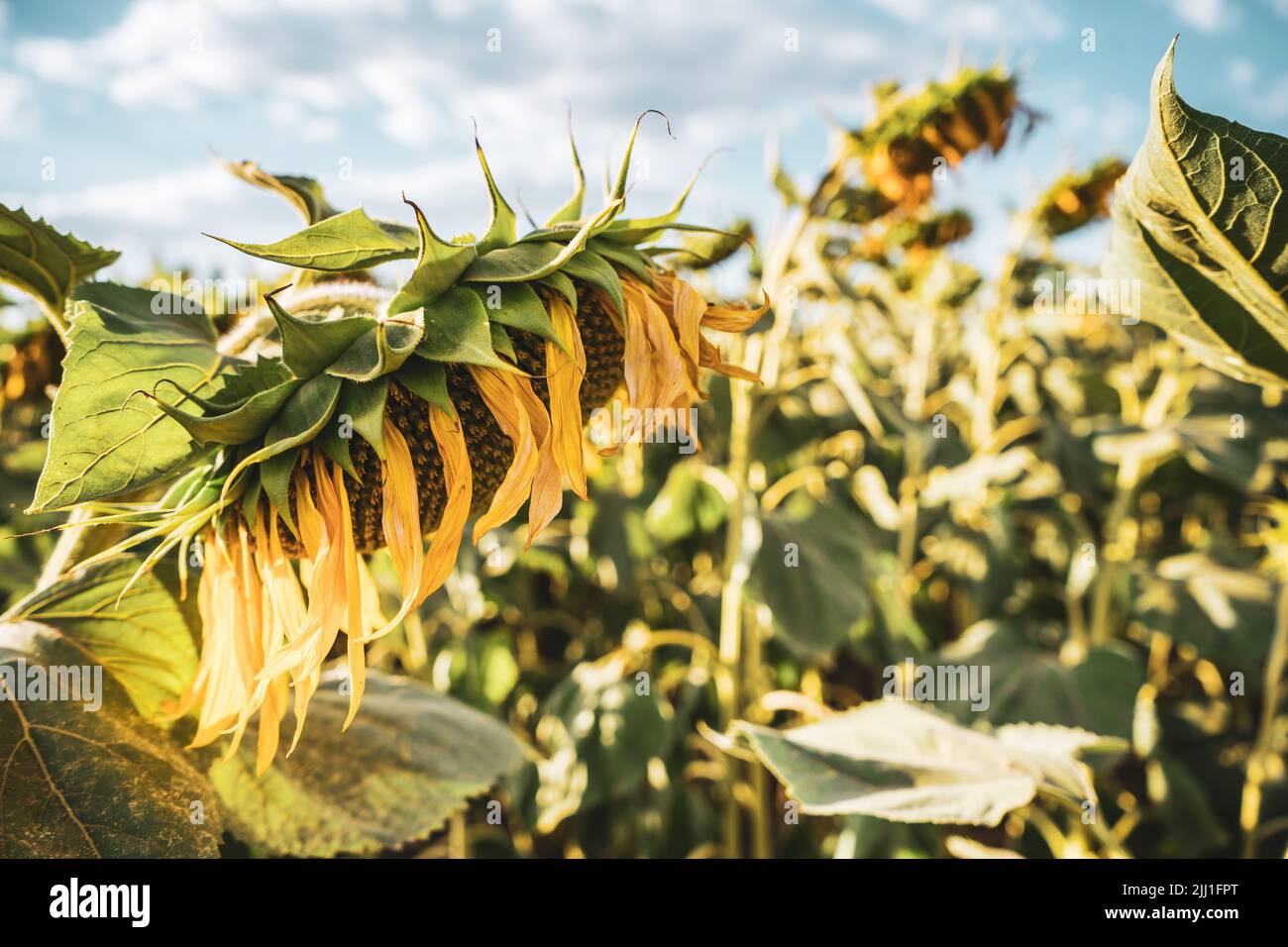 Image de tournesols sur une chaude journée ensoleillée. Banque D'Images