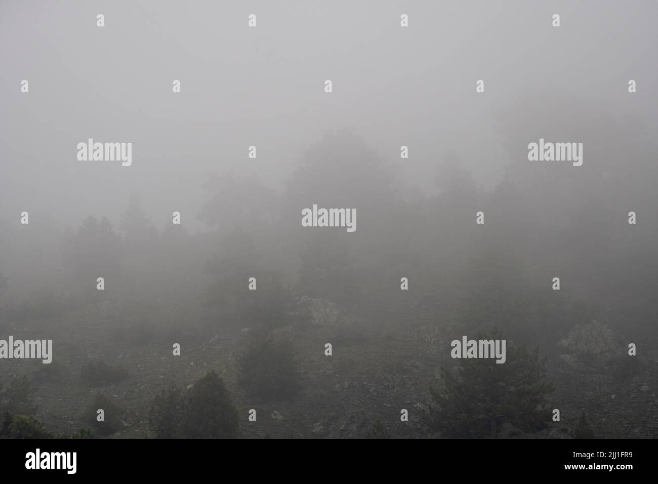 Mise au point sélective prise de vue opposée de la forêt en montagne par temps brumeux. Banque D'Images